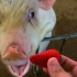 转生成为猪猪，嗯造草莓