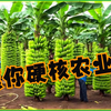 【硬核农业】万吨香蕉的奇幻旅程：从种植、收割到跨洋运输的完整高科技链条