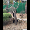 萌妹飞云🐼·在线营业的一天｜亲妈粉陪伴版