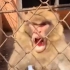 易怒的猴子