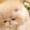 怎么会有那么可爱的猫猫呀
