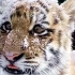4个月大的小老虎“基尔桑”爱上了下雪
