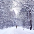 【白噪音】在雪地里漫步，踩雪的声音，很爽很舒服