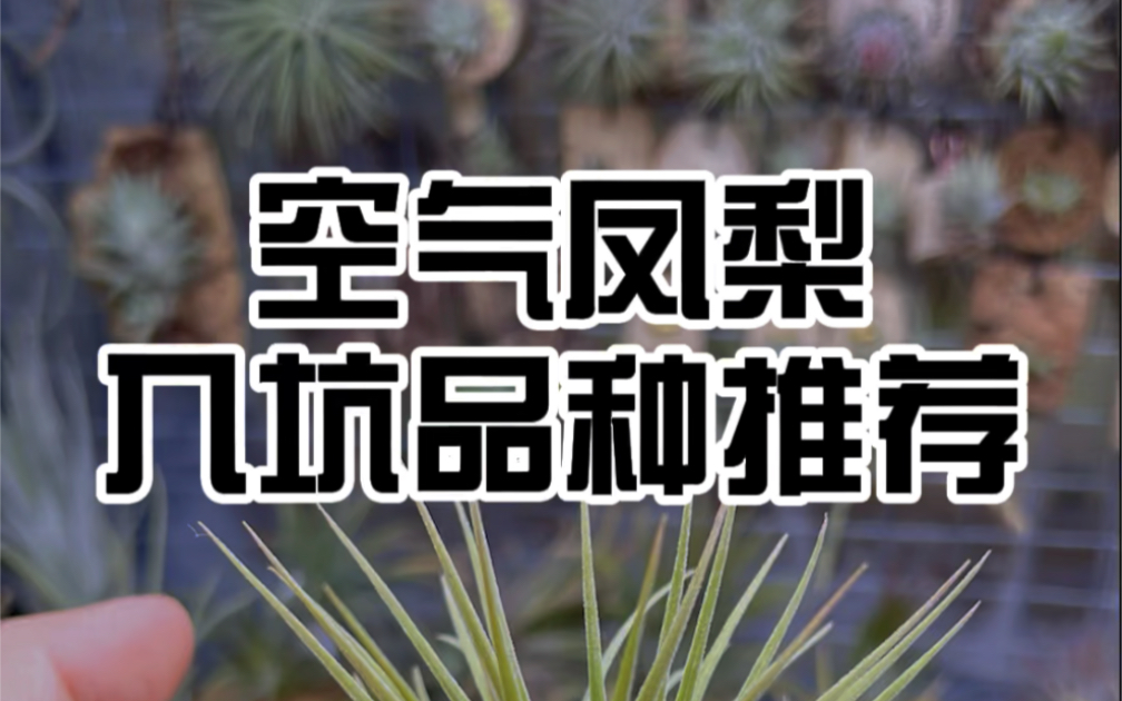 空气凤梨｜新手入坑精灵品种推荐