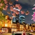 【4K】东京站旁的野生喜马拉雅樱花