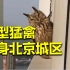 大型猛禽雕鸮现身北京城区 上演歪头杀