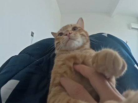 小猫的新癖好