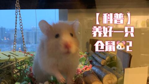 怎么养小仓鼠教程 f92754f9b13770fb53b5b69293a8faba70935aff.jpg@480w_270h_1c