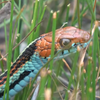 san francisco garter snake