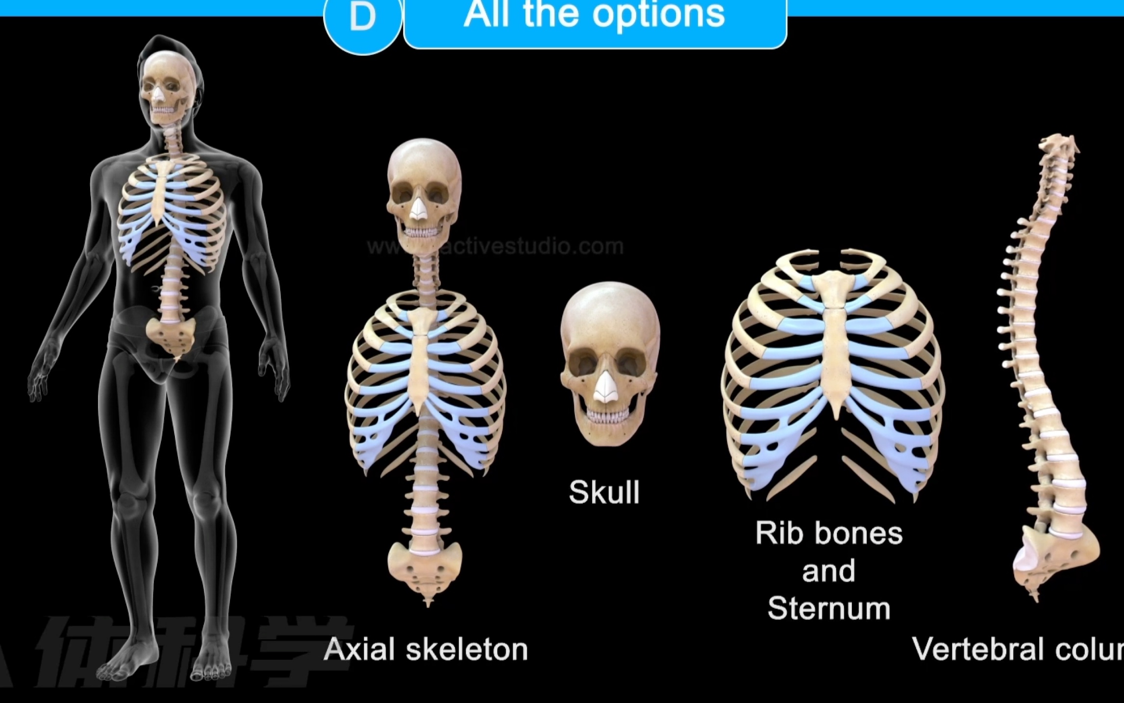【骨骼系统】人体中轴骨由什么组成？