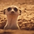 【纪录片】猫鼬：蒙哥The Meerkats【中字】