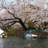 在日本和kayo一起划船赏樱花，感觉回到了美好的童年