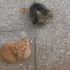 可爱的两坨小猫咪！