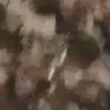 养小鸡怎么养才不会死 小鸡到家后怎么养成活率高 小鸡怎样养成活率高 养小鸡怎么养才不会死 刚买回来的小鸡仔怎么养