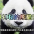 探寻神秘的熊猫世界：独家揭秘熊猫的生活习性和保护工作！