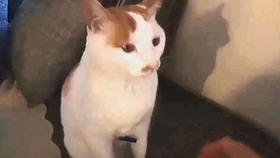 f984445d4e1ae9c75959bb9943e722aa354772a8.jpg@280w_158h_1c_100q.jpg