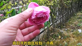 f98cd513a3ff64cfe782e382acc40c0b3bff95c0.jpg@280w_158h_1c_100q.jpg