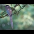 4K高清鸟类纪录片 灰喜鹊（请选择1080或更高码率观看）