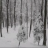 【自然音】在树林中的下雪声