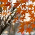P11【视频素材】：60组唯美秋天空镜素材，安静的感受这个秋天