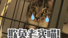 喵请许愿大结局完整 f9dde4135f7e31190fc5dd13d8807049176ca1ac.jpg@280w_158h_1c_100q.jpg