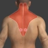 3D透视动画详解人体激痛点，既是疼痛的来源，也是治疗的靶点！