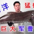 盘一条40几斤的海洋猛兽，巨大军曹鱼，涮麻辣火锅贼上头
