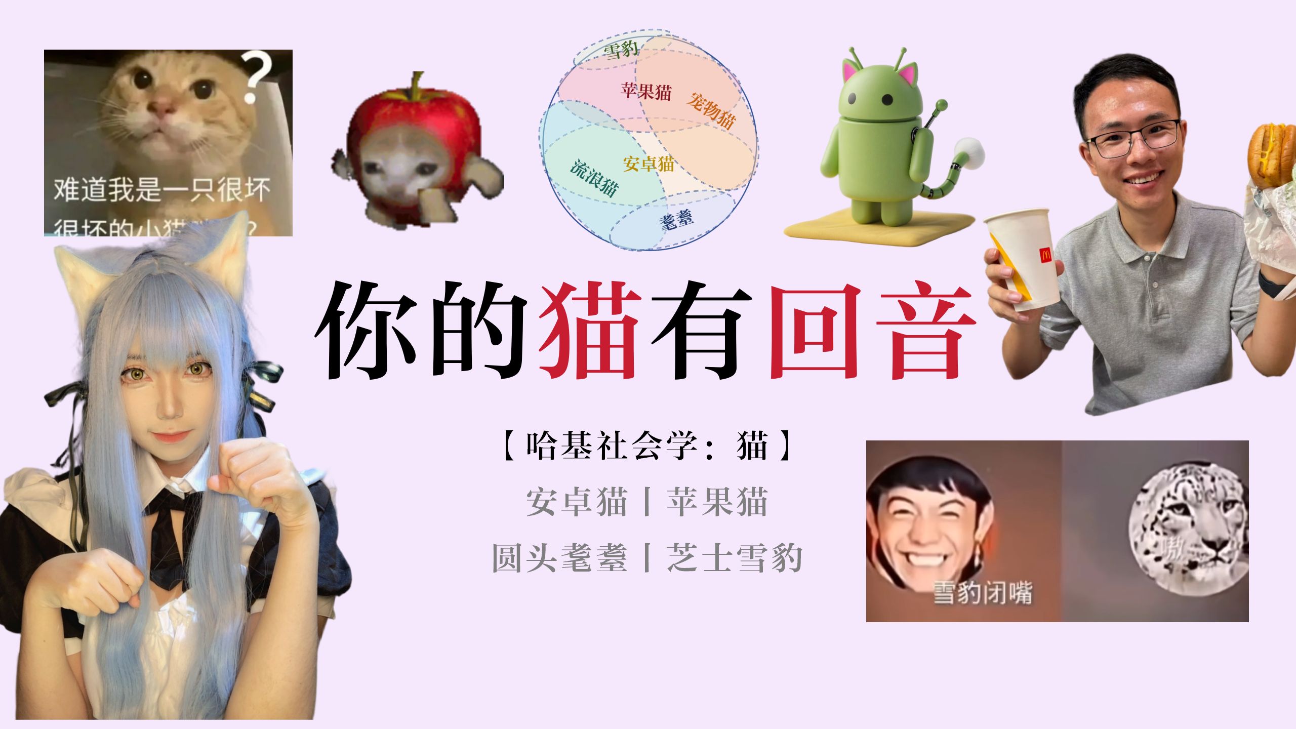 教你看懂各种哈基米所代表的人：安卓猫、苹果猫、圆头耄耋、芝士雪豹、宠物猫、流浪猫……丨哈基社会学之猫的细分