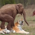 盘点地球上5种可以秒杀老虎的动物：狮子无缘，大象第1无悬念