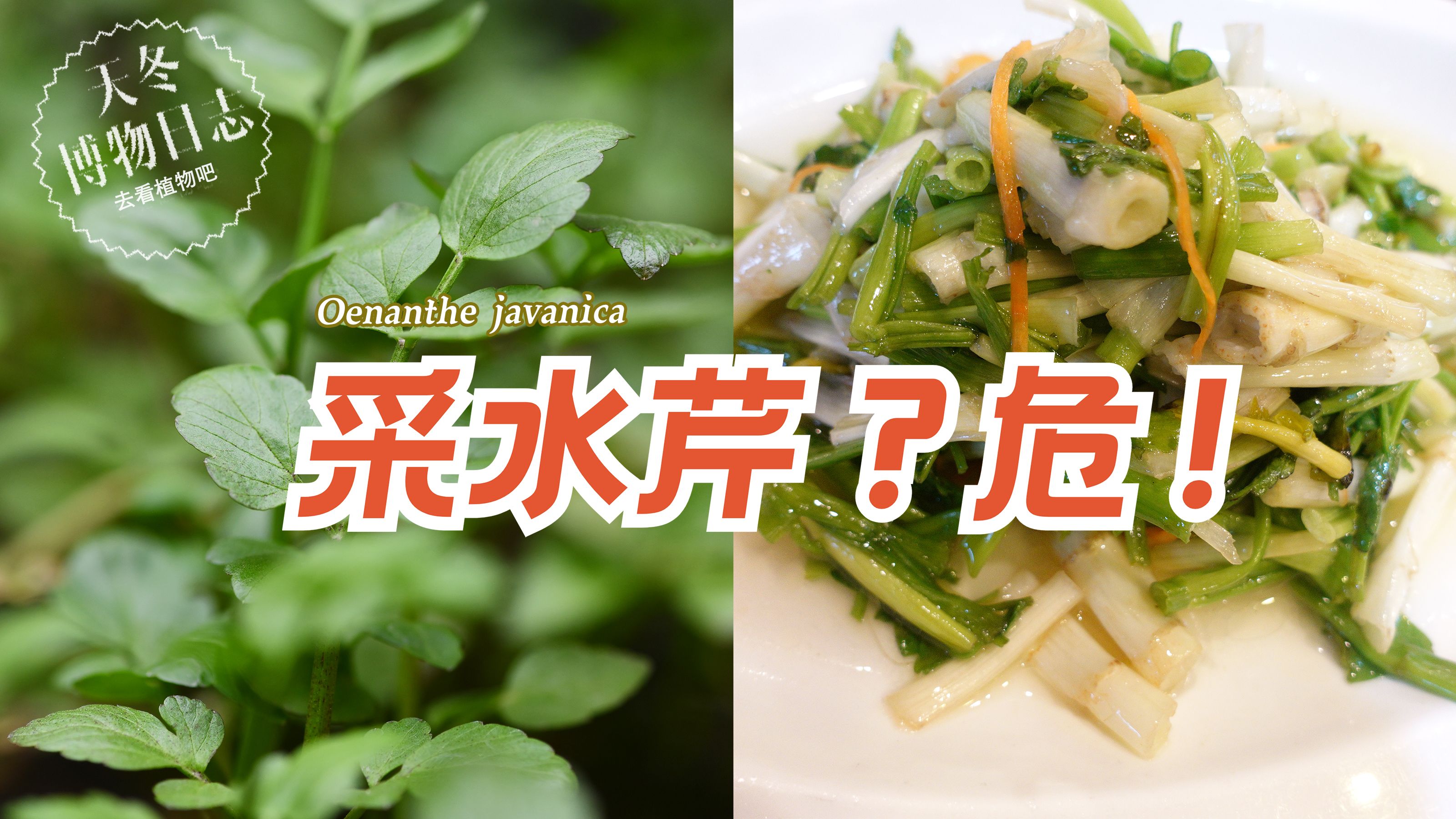 采摘野生『水芹菜』要经历生死的考验！【天冬博物日志】【去看植物吧】