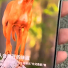 58_新到荣耀Magic7Pro 16+1TB顶配内存银灰色 正品国行 成色99新 在保到25年11月份 纯原无拆修 价格美丽 喜欢的来！#荣耀magic7pr
