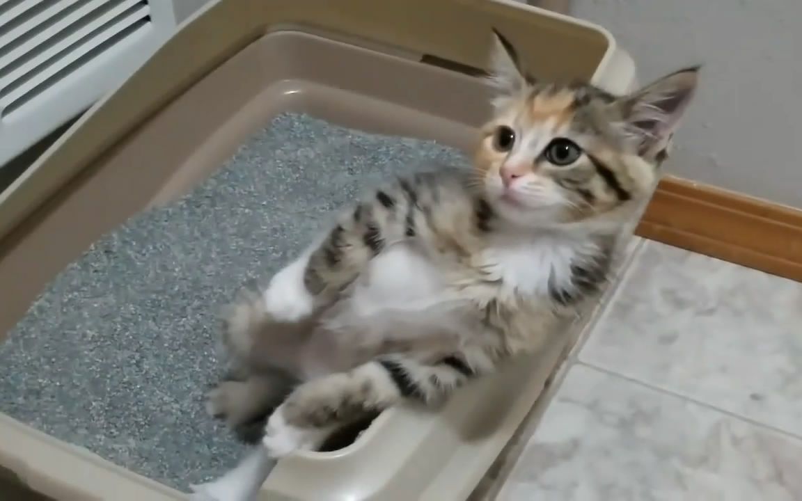 不要笑,小猫便便