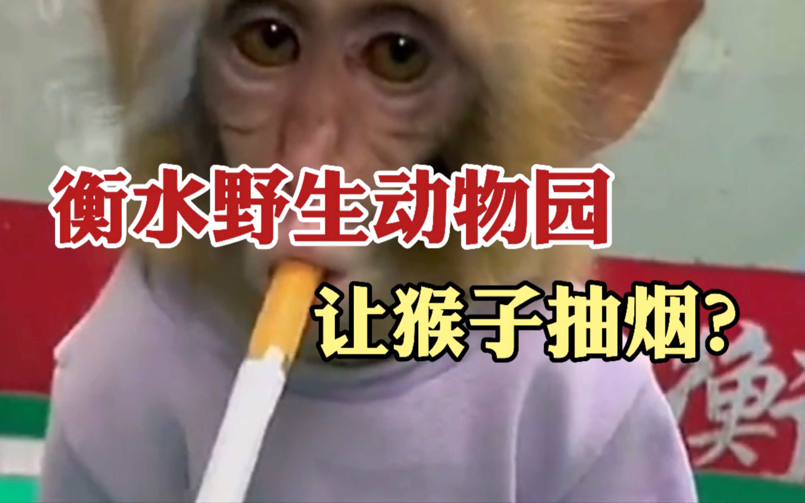 衡水野生动物园让猴子抽烟？园方回应来了