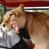 热情的母狮子，让游客大为震撼