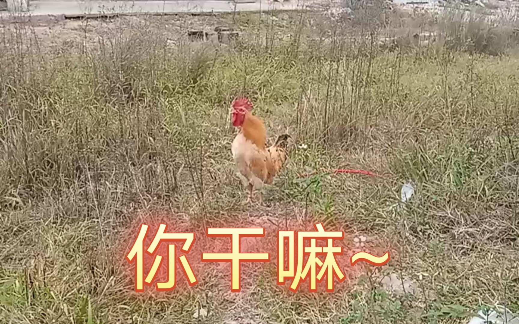 这鸡的叫声好像坤坤