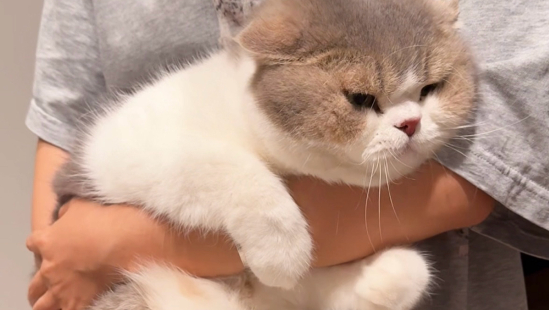 怕…小猫我是逃避型猫格