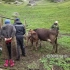 新疆阿勒泰地区哈萨克族夏牧场《牧家奶飘香》