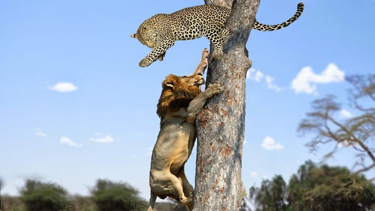 狮子爬树快还是豹子爬树快?看完终于知道为啥豹子是猫科了!
