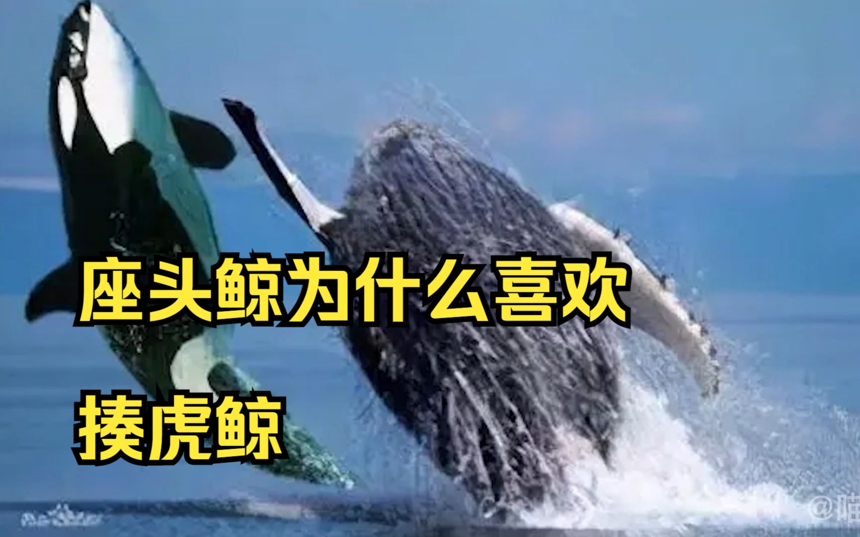 座头鲸为什么喜欢打虎鲸？