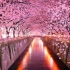NHK电视台唯美风光片《实境之旅：浪漫樱花》