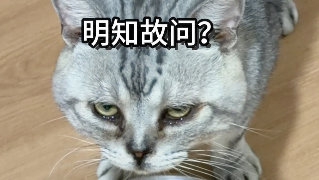 感觉我的猫要说话了