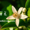 芳香植物｜橙花