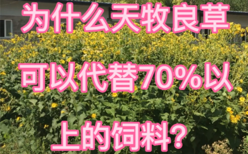 天牧良草为什么天牧良草可以替代7090的精饲料从而降低5060的养殖成本