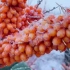零下二十度去地里采摘一种冬天才成熟的水果