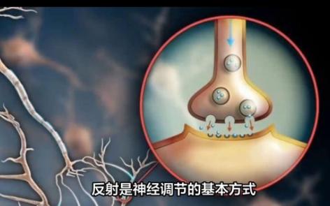 神经调节的基本方式