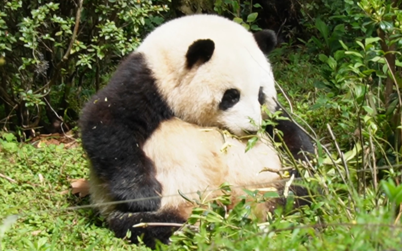 为什么大熊猫花花这么可爱？ - 知乎