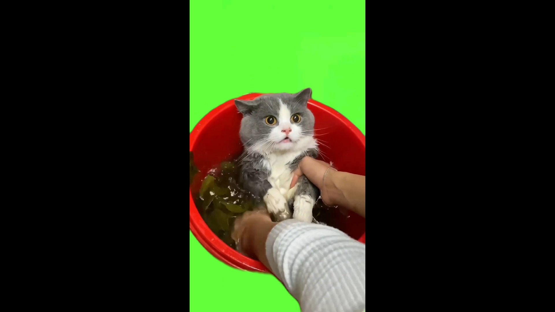 猫meme绿幕素材洗澡猫