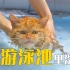 小猫掉臭水沟，在游泳池里洗了个澡！