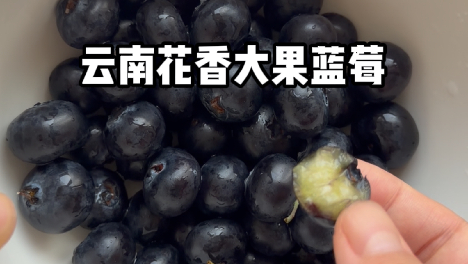 粉丝投稿云南花香蓝莓真实测评！
