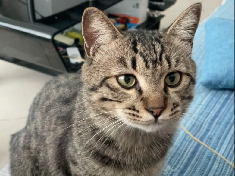 人，还玩吗，咪有点困了